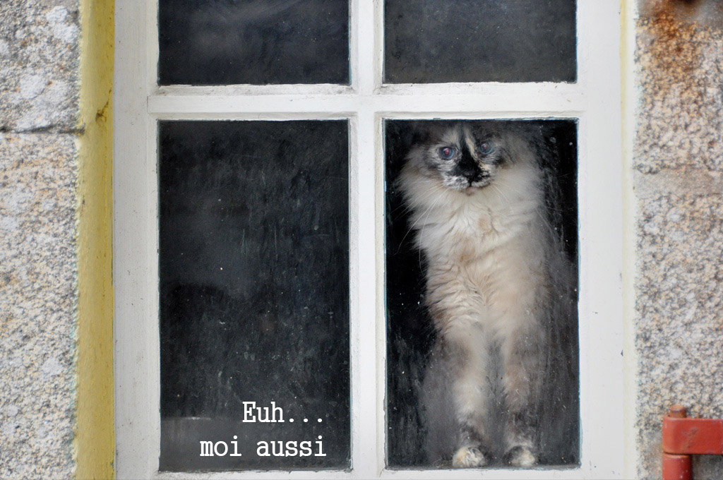 Le chat par Pierre