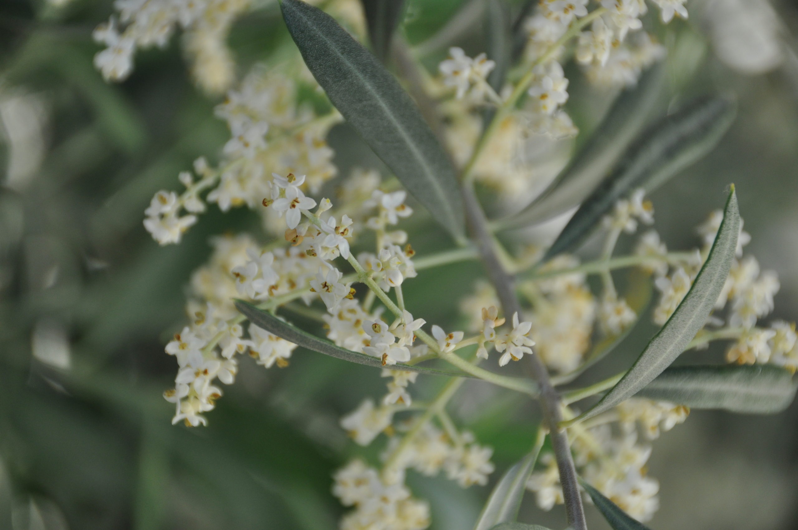 Fleurs d'Olivier par Pierre